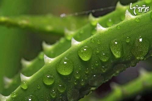 10 درمان خانگی ساده برای رفع پف چشم ها