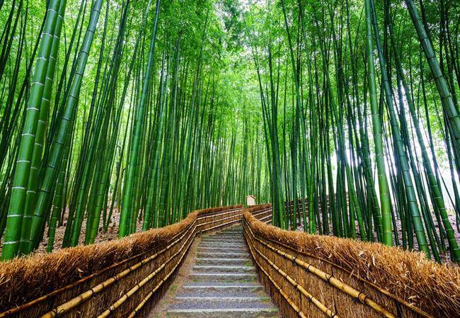 منطقه آراشی یاما Arashiyama