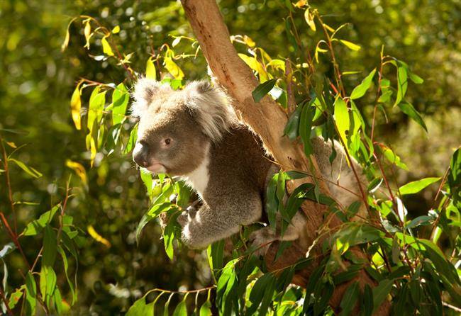 باغ وحش ملبورن Melbourne Zoo