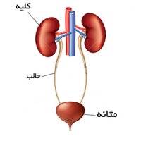 تاثیر یائسگی در بروز بی اختیاری ادرار