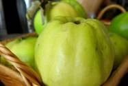 گیاه به