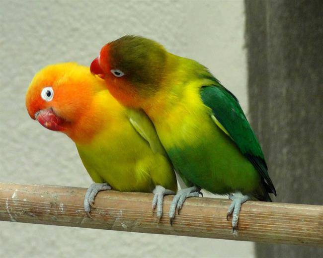 اگر می‌خواهید مرغ عشق داشته باشید، این مطلب را بخوانید!