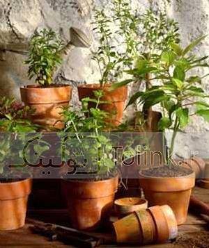 کاشت گیاه
