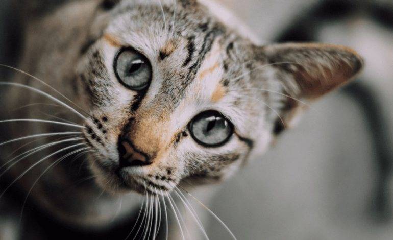 10 چیز که فقط صاحب گربه راجع به او می‌داند