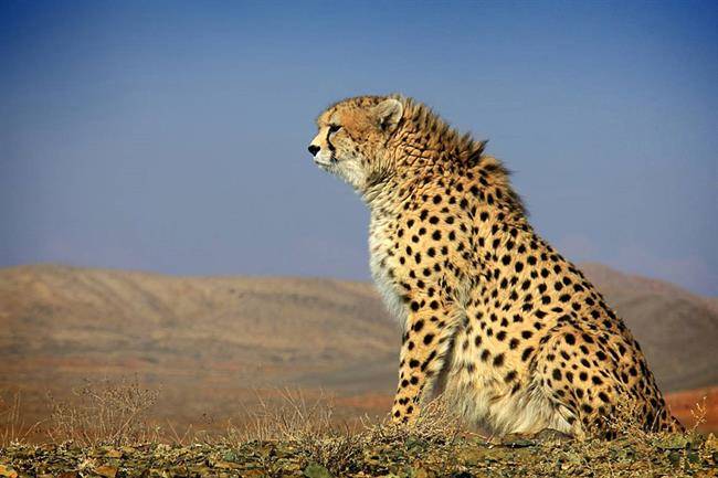 یوزپلنگ ایرانی