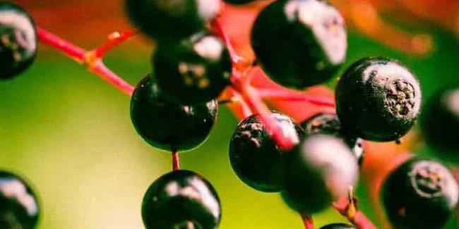 لیست تعدادی از غذاهای سمی