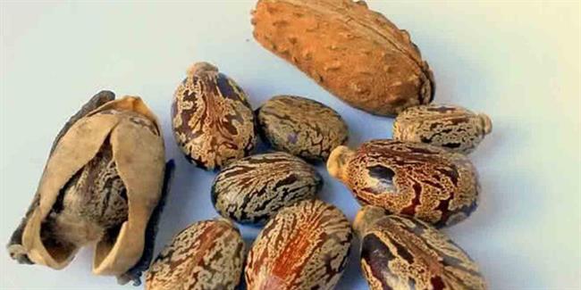 غذاهای سمی : روغن کرچک