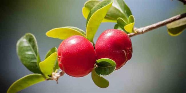 غذاهای سمی : گیلاس