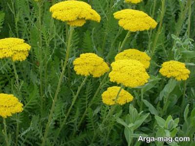 فواید دارویی عرق بومادران