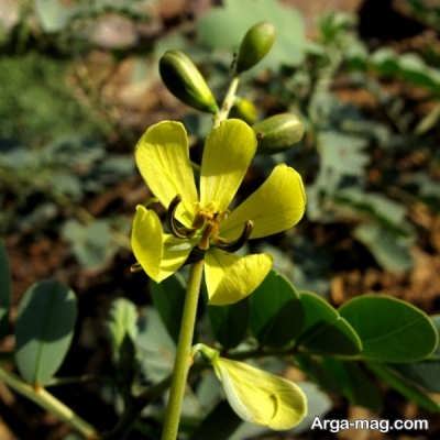 فایده برگ سنا در بیماری صرع
