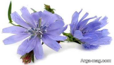 مضرات عرق کاسنی