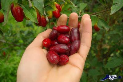 خواص درمانی زغال اخته