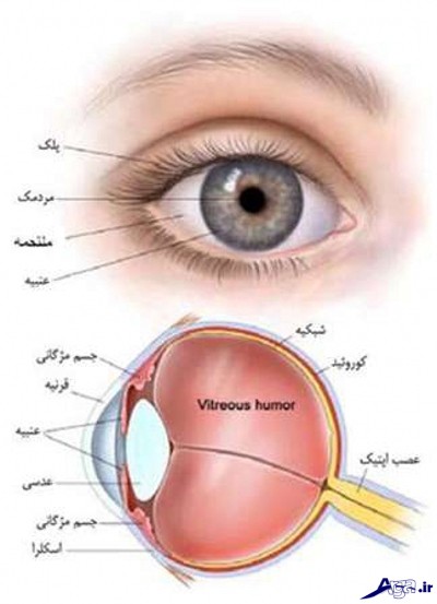 آشایی با ساختار چشم