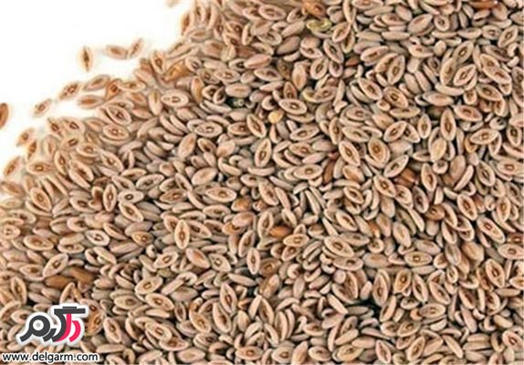 خاصیت اسفرزه ( Plantago psyllium )
