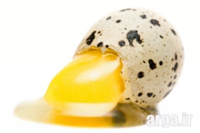 خواص تخم بلدرچین