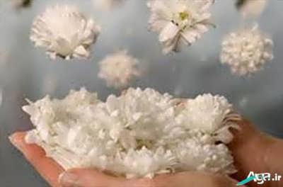 اس ام اس فلسفی