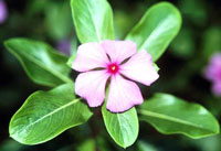نوعی پروانش
