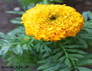 نگاهی به تابستانی‌ترین گل‌ها