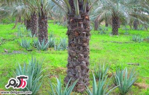 کاشت و پرورش آلوئه ورا معجزه آسا