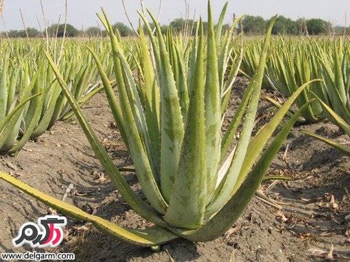 کاشت و پرورش آلوئه ورا معجزه آسا
