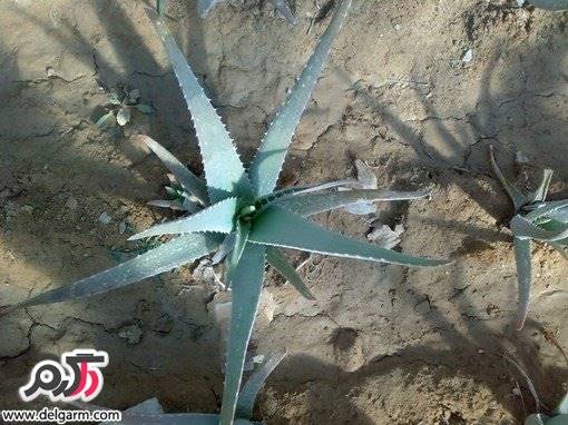 کاشت و پرورش آلوئه ورا معجزه آسا