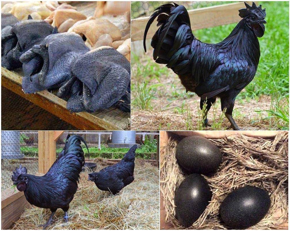 مرغ و خروس سیاه