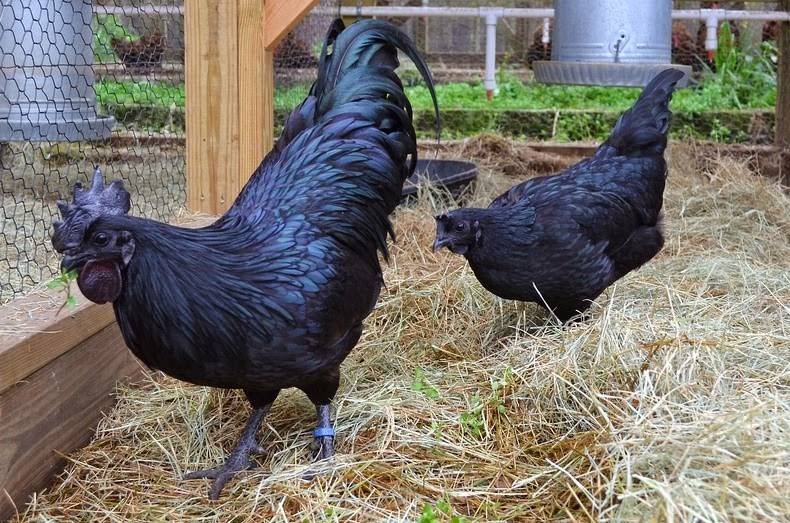 مرغ  و خروس سیاه