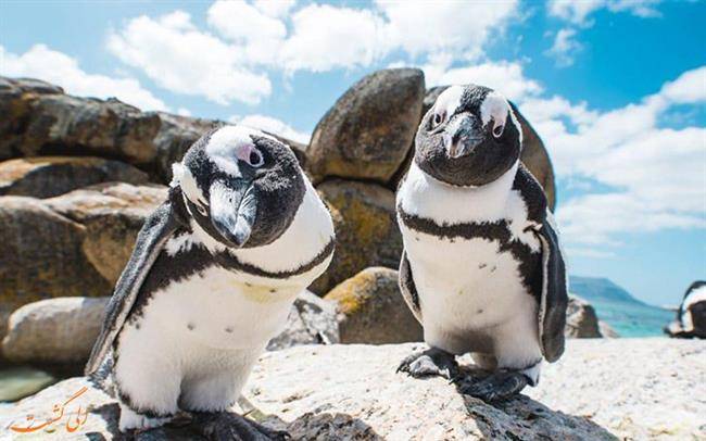 عکس پنگوئن آفریقایی