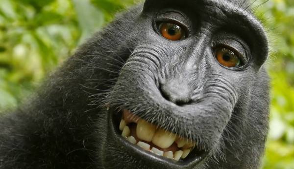 حق انتشار اولین سلفی یک میمون به او تعلق نگرفت