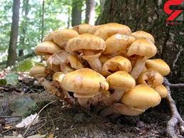 ویژگی های قارچ های کشنده چیست؟