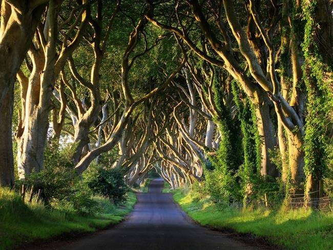 جاده پادشاهی King's Road : جاده دارک هجز Dark Hedges در بالی مانی Ballymoney در ایرلند شمالی