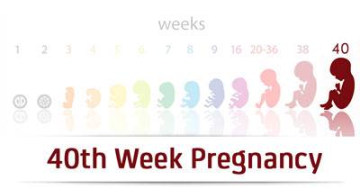 رویداد‌های هفته چهلم بارداری