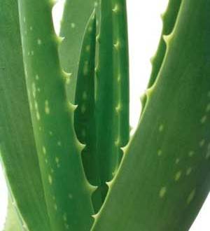 معرفی گیاه آلوئه ورا Aloe vera