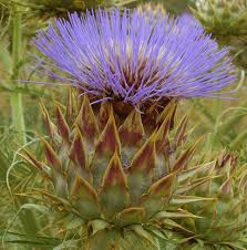 آشنایی با آرتیشو (کنگر فرنگی) Artichoke و خواص درمانی آن