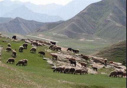 اجاره مراتع کشور به قطری‌ها؟