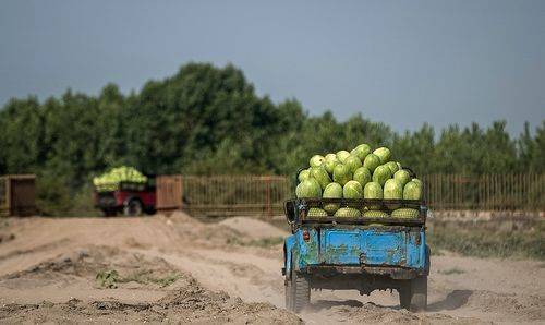 لغو ممنوعیت واردات محصولات کشاورزی از سوی دولت عراق