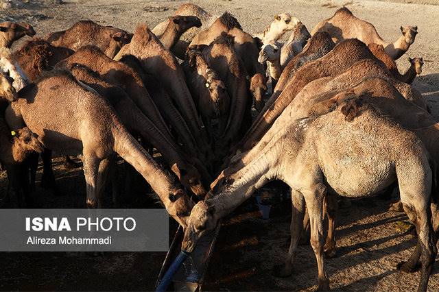 هویزه در حسرت یک قطره آب!