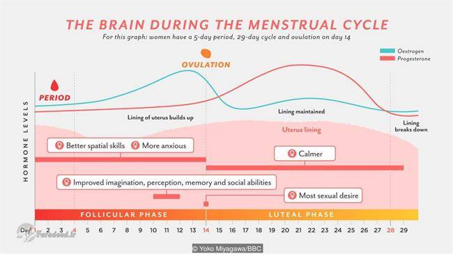 چگونه مغز زنان هرماه تغییر می‌کند؟