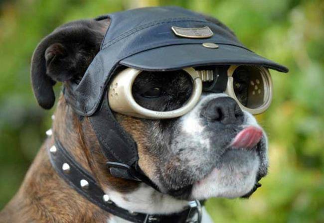 ایده های به ظاهر احمقانه - عینک آفتابی برای سگ