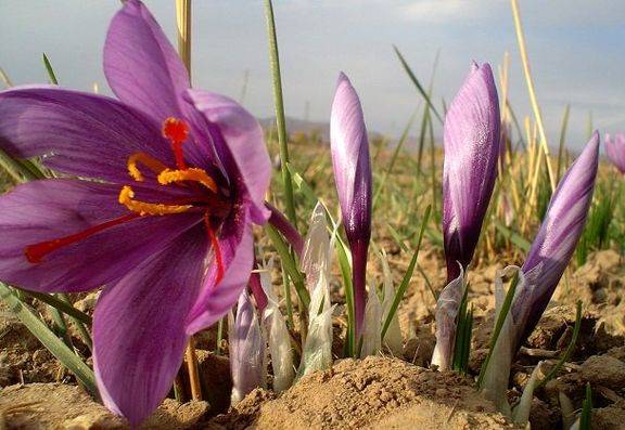 کمک فائو به ایران برای ایجاد ارزش افزوده زعفران