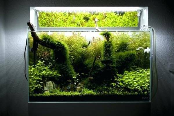 کاشت گیاهان برای تزئین داخل آکواریوم