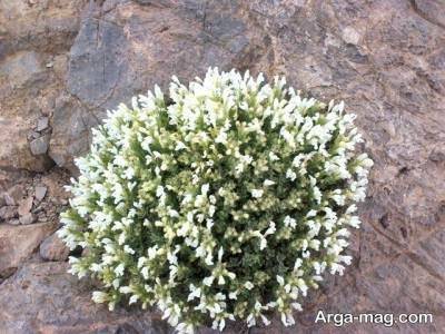خواص درمانی زرین گیاه