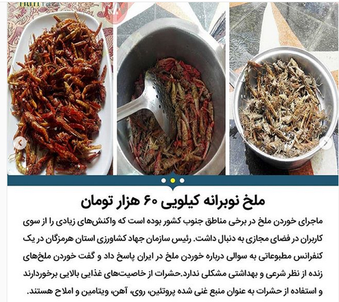 بازار گرم پرورش و فروش ملخ در ایران +عکس