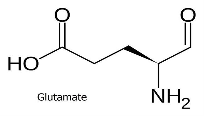گلوتامات؛ یک انتقال دهنده عصبی کلیدی در مغز