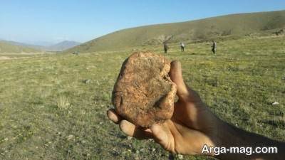 حفظ سلامتی با مصرف قارچ دنبلان