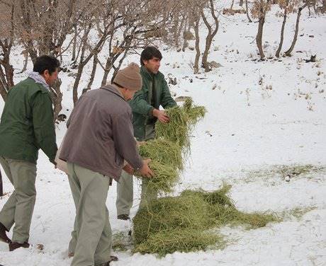 آغاز توزیع علوفه میان حیات وحش در مناطق کوهستانی
