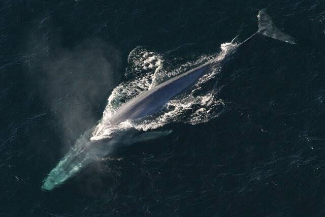 قلب نهنگ آبی گاهی فقط 2 بار در دقیقه می‌تپد!