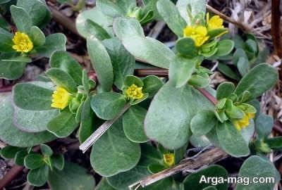 آشنایی با خواص عرق خرفه