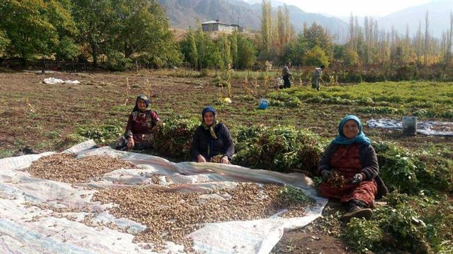 امکان فراوری محصول بادام زمینی در خلخال فراهم شد