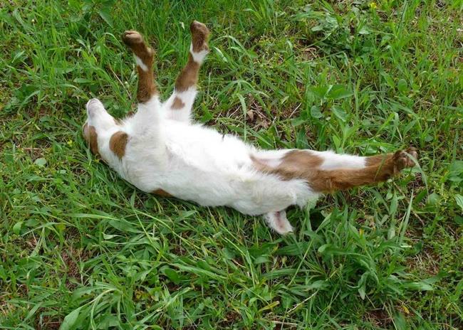 fainting-goat-36